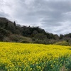 佐久間ダムのお花見