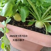 【ダイソーの野菜の種】作りやすいミニ大根をプランター栽培しました