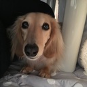 ミニチュアダックスフンドもものまいにち