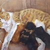茶白の母猫と、その子たちの絵