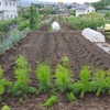 実家の畑で作業