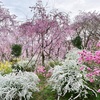 京都・原谷苑の桜はとんでもなく美しかった！　幻想的な雰囲気に浸れます。