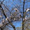 ワシントンからの里帰り桜  足立区宮城