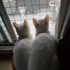 今朝の白猫警備隊