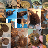 ◇2022.12.11 EXOTIC REPTILE EXPO 出品生体