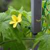 6/10　ゴーヤの雌雄の花が開きました