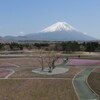 富士芝桜まつり