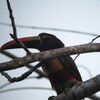 アカハシムナフチュウハシ(Fiery-billed Aracari)