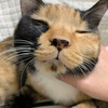 ねこ里親生活【１６９２日目】ねこさんと年越しとやらかしと