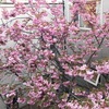 桜2020