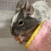 しろごまあん149日目