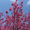 群馬県 紅葉の名所 照葉峡 紅葉 ２０２２年 見ごろに？