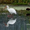 ベリーズ　近所の空き地の White Ibis（ホワイト　イビス） 