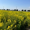 【休日】『道の駅笠岡ベイファーム』で菜の花畑と諦めかけた笠岡ラーメン！からの『後楽園』で車窓花見！