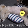 ～愛犬が散歩嫌いになる理由と楽しくなる方法について～