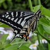 学生生活の記憶（592）：アゲハチョウ（鳳蝶、揚羽蝶）Swallowtail butterfly