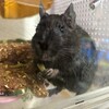 くろごまあん二世 58日目