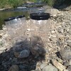 岐阜県小川で、ペットボトルの罠で魚捕り