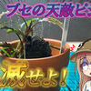 ブセファランドラの天敵ピシウムの対処方法！