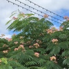 ネムノキの開花と訪花昆虫