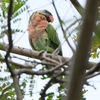 ダルマインコ Red-breasted Parakeet