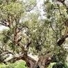 聖書の植物（1７）ー「いちじく桑」