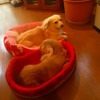 2ぴきの名前を考えてみた