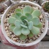 ストロベリーアイス Echeveria 'Strawberryice'