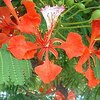 POINCIANA (Song of the Tree)