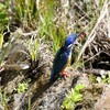 ハシグロカワセミ(Half-collared Kingfisher)その２