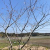 我が家の神大桜開花です♪