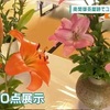 南関町の国史跡の御茶屋跡でユリの花の展示会