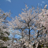 Part 1　小諸城址・懐古園の桜