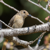 昆虫探しの合間に野鳥