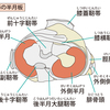   【基礎から学ぶ】半月板【解剖生理学】