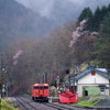 山桜の咲く金山駅に停車する、キハ40-1749を撮る！