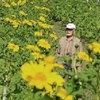 コウテイヒマワリ見ごろ　上天草市松島町   