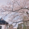 早春の京都へ！②