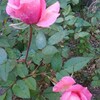 臨床検査技師の独り言---我が家の花壇にバラが咲きました♪(*^-^*)