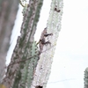 ノドダレトゲオイグアナ Guatemala Spiny Tailed Iguana 