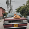車にいたずらする猫の駆除方法を徹底解説！効果的な対策は？