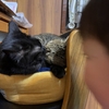 猫が好きになった日