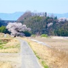 愛しの桜に会いに来て、