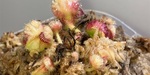 セファロタス成長記録=2026/7月28日 #食虫植物 #セファロタス #icos #著作権無料 #BGM