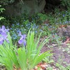 薬用植物園_ロックガーデン・・の方（東京都小平市）