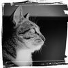 うちの猫が神隠しに