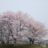 桜並木