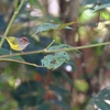 クリガシラモリムシクイ Chestnut-crowned Warbler