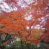 境浄水場_紅葉（東京都武蔵野市）