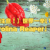 【炎上注意！】世界一辛い唐辛子「Carolina Reaper」とは？🌶️